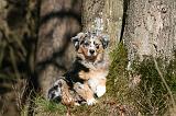 BERGER AUSTRALIEN PUPPIES 588